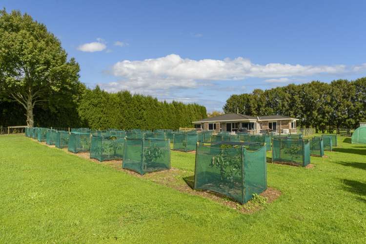 400 Mclaren Falls Road Kaimai_16