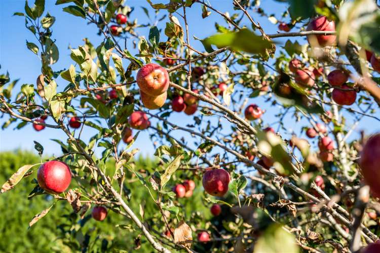 42 Snooks Road Maungatapere_28