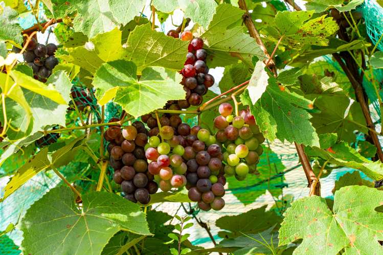 15-17 Campbell Terrace Dargaville_5