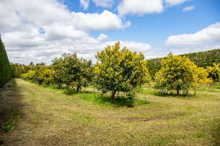 143 Norris Road Maungatapere_9