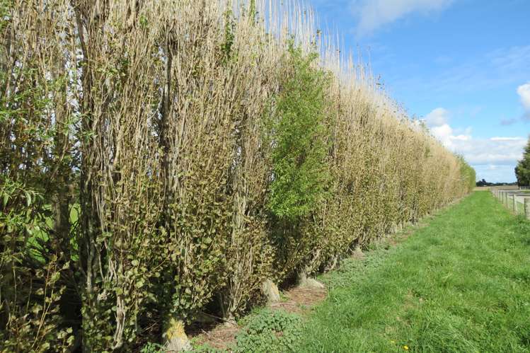 5 Westview Drive Tinwald_6