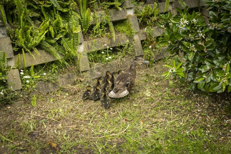 356c Maunu Road Horahora_26