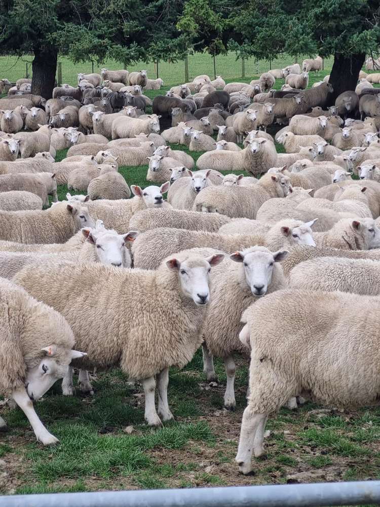 759 Waitahuna Gully Road Waitahuna_13