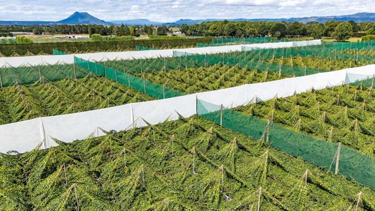 163C Western Drain Road Edgecumbe_24