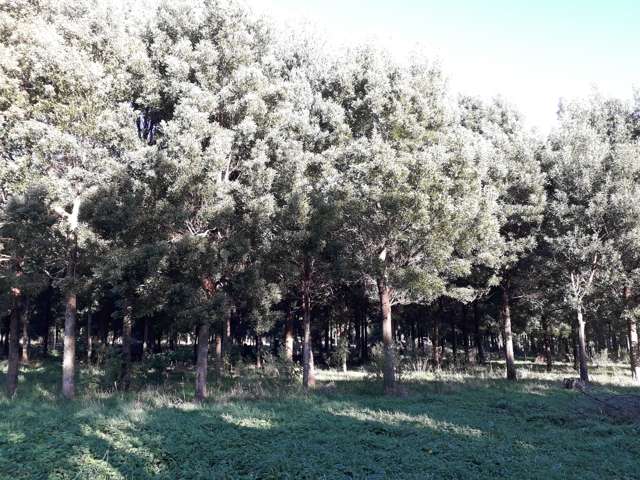 7 Olsen Street Eketahuna_3