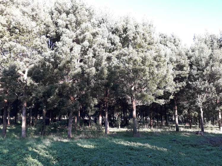 7 Olsen Street Eketahuna_3