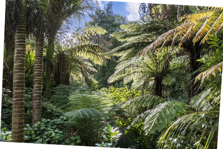 116A Pah Road Cockle Bay_36