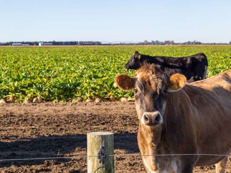 1347 Rakaia Highway Chertsey_8