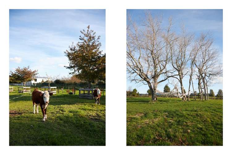 1528a Pyes Pa Road Oropi_23