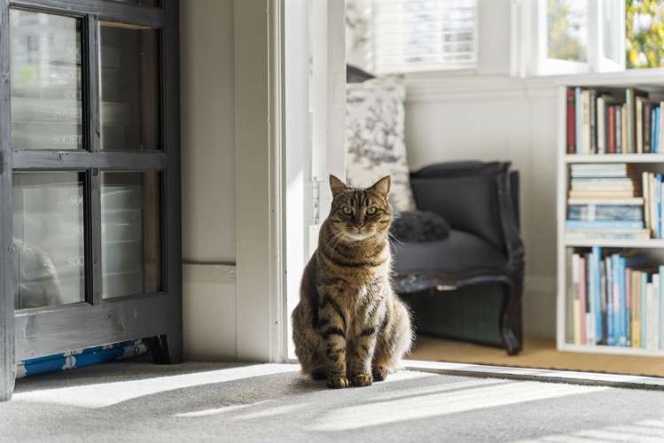 18 Aorere Street Parnell_29