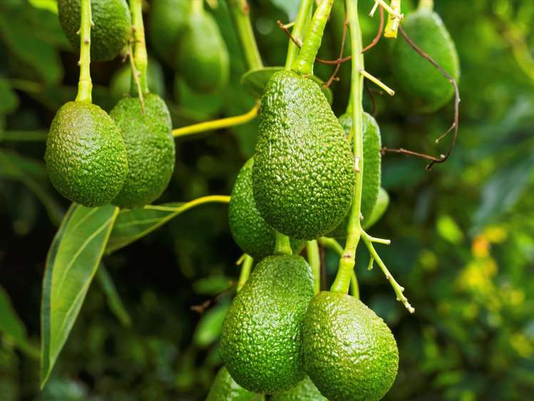 52E Loop Road Te Puna_37