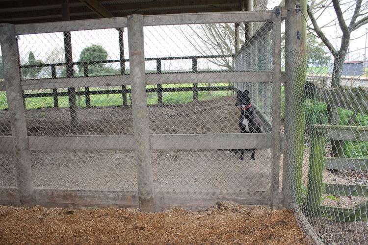 639 Hinuera Road Matamata_17