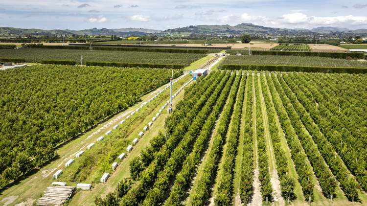 Rockit Orchard No.2 LP Hastings_13