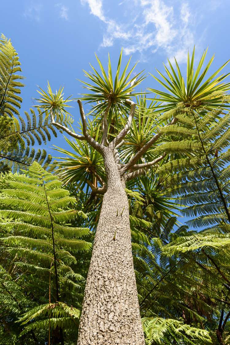 26 Richmond Avenue Karori_17