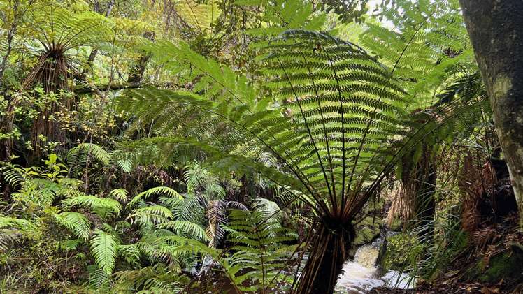 Whiskey Creek, State Highway 6 Charleston_15