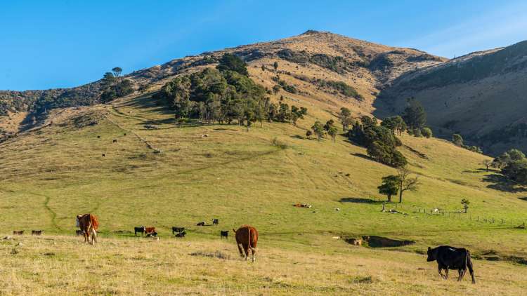 5162 Christchurch Akaroa Road French Farm_28