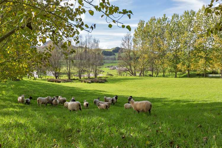 1265 Riponui Road Ruatangata_14