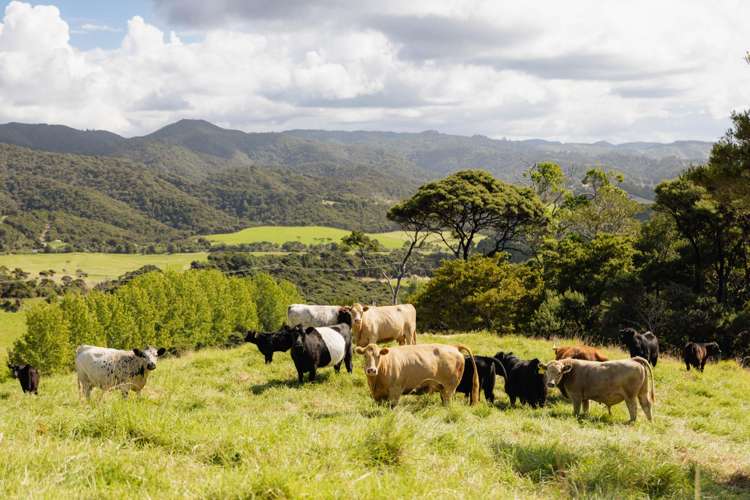 Andersons Cove Mangawhai_16