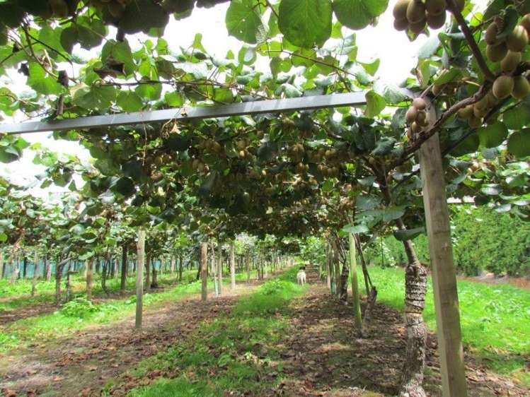 33 Burt Road Matata_2