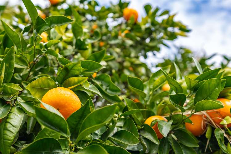 656 One Tree Point Road Ruakaka_17