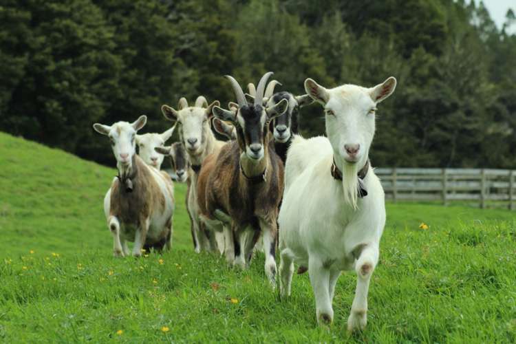 111 Edgerley Road Kaipara Flats_21