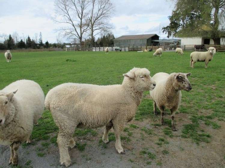 296a Pickering Road Tamahere_6