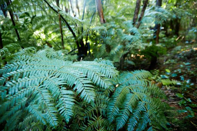 Crail Bay Kenepuru Sound_10