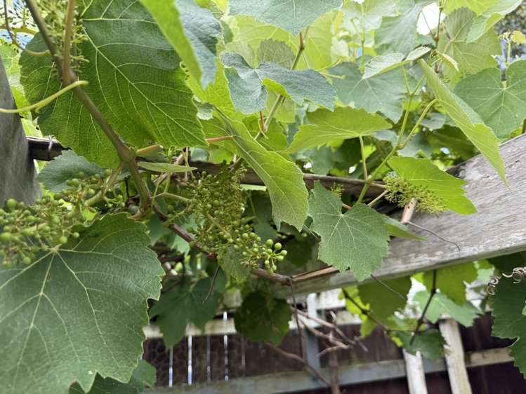 Address withheld Henderson_12