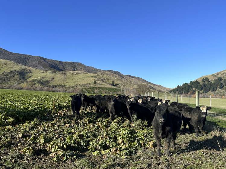 142 East Dome Station Road Lumsden Surrounds_8