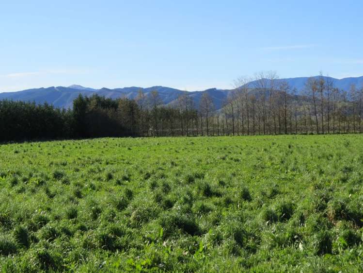 120 Palmer Road Brightwater_8