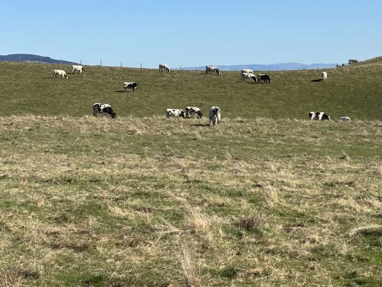 Waihola Highway Waihola_19