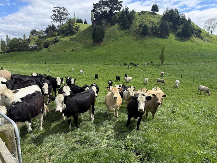 141 Puketirau Road Tirau_14