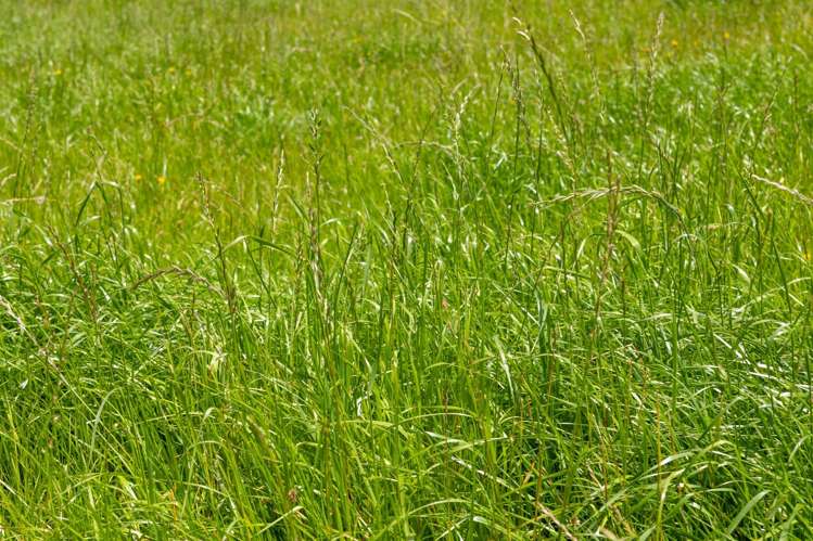 1153 Shenandoah Highway Murchison_37