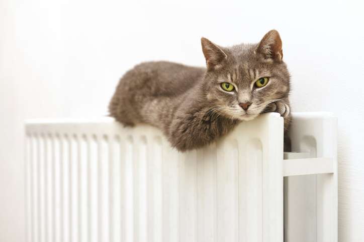 Cat and clearance heater