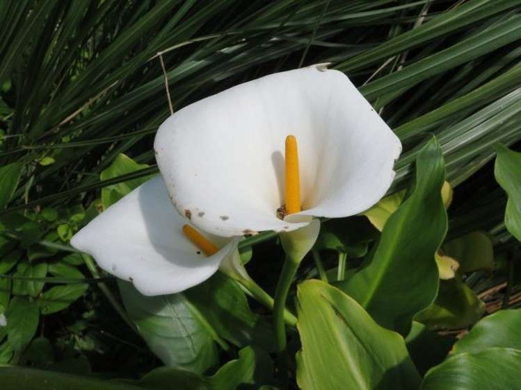 2 Kotuku Street Te Aroha_24