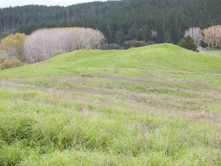 1884 Tangowahine Valley Road Dargaville Surrounds_9