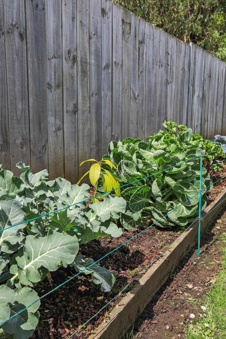 106 Waikiekie Road Thames-coromandel_14