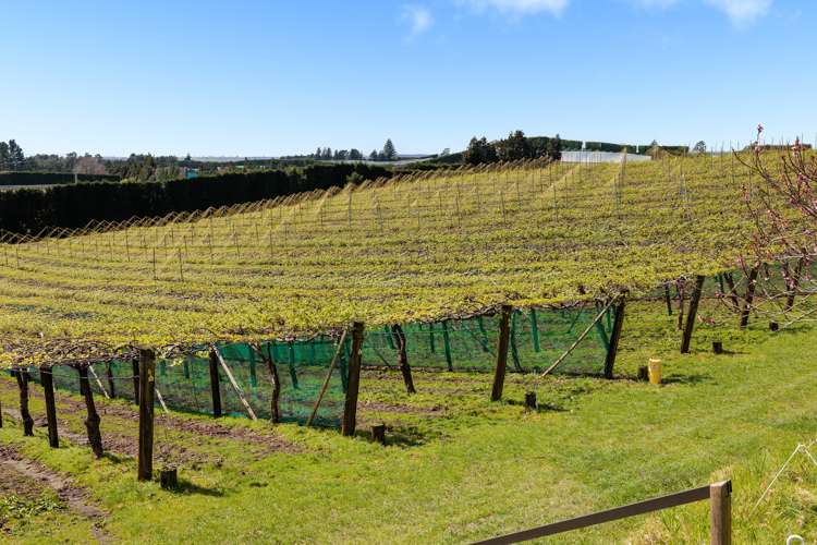 388 Manoeka Road Te Puke_10