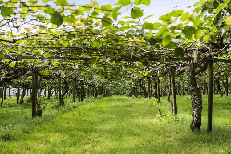 1399A No 3 Road Te Puke Western Bay Of Plenty Rural Property For