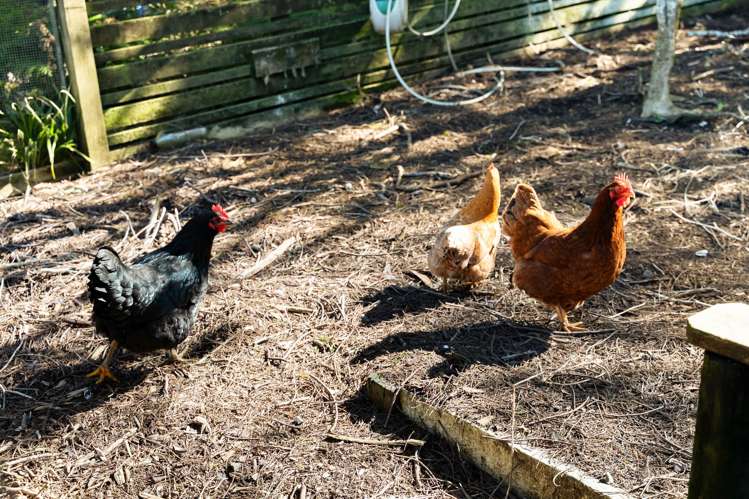 429 Wairere Road Waitakere_34