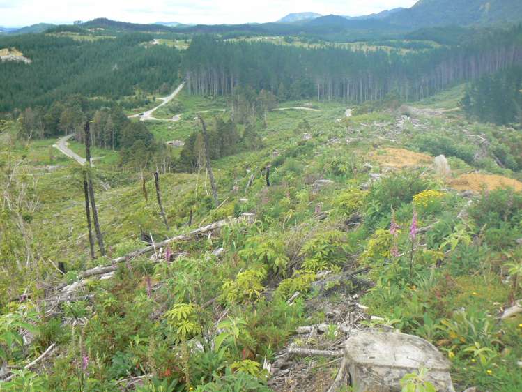 Lot 65 Stoney Creek Road Mangamuka_9