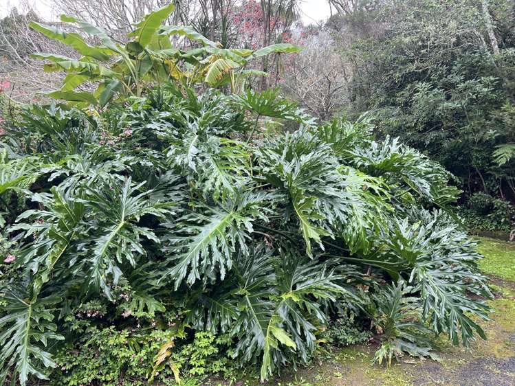 1047 Paihia Road Opua_27