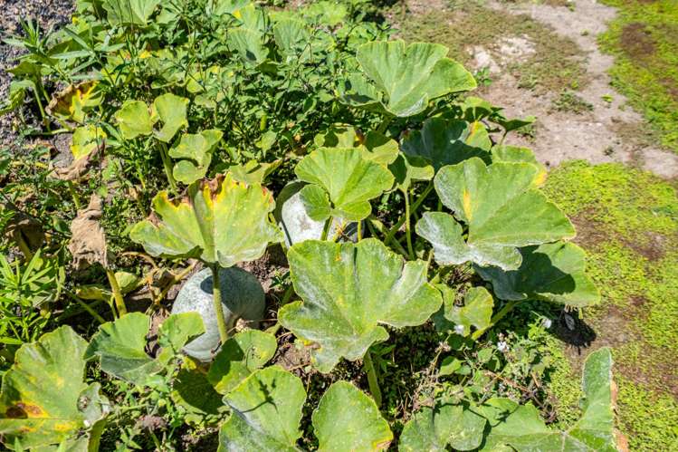 60C Church Road Kaitaia_34