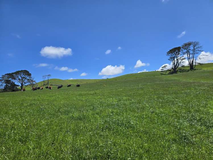 1090 Te Maire Road Dargaville_11