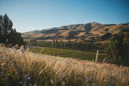 North Canterbury vineyard on market