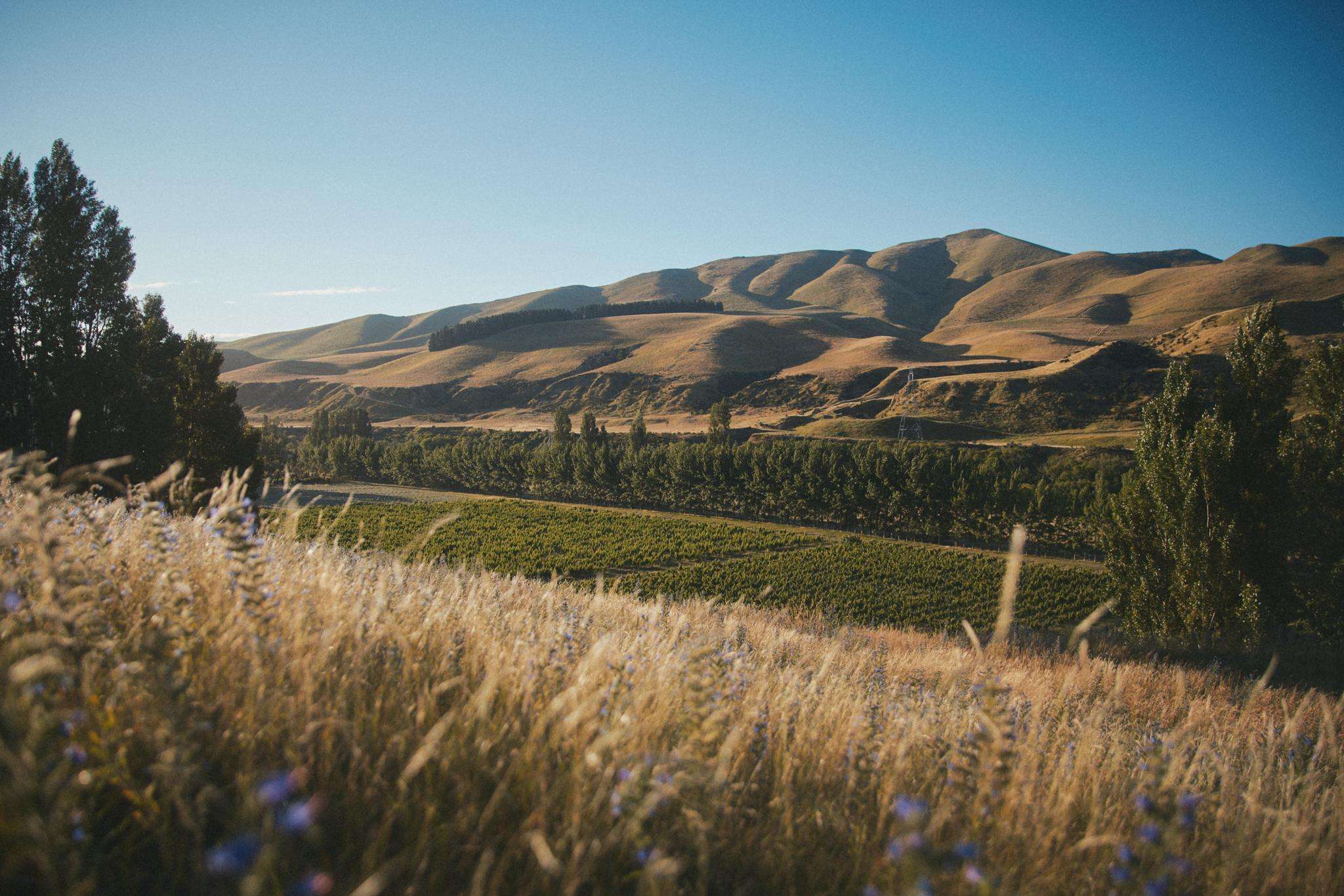 North Canterbury vineyard on market