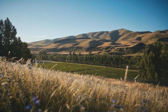 North Canterbury vineyard on market