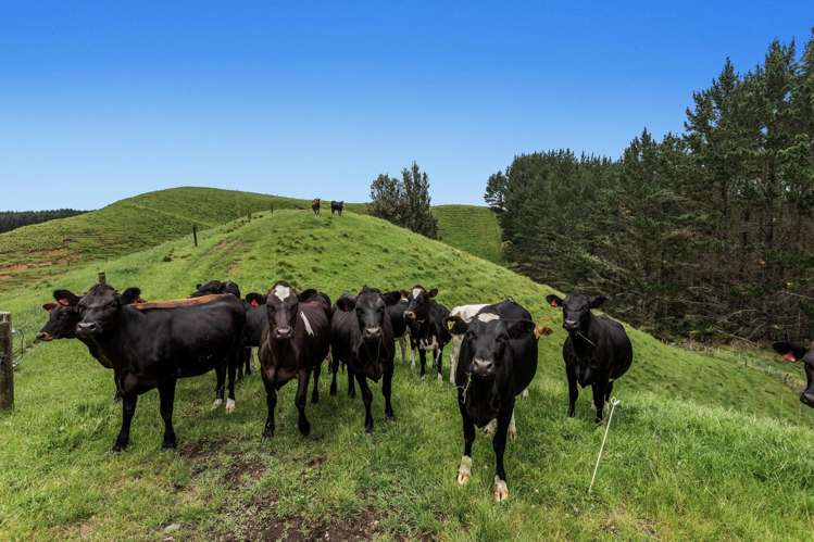 26 Settlement Road Pikowai_1