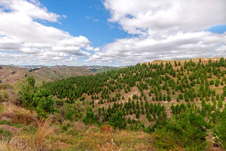 3643 Wharekopae Road Rere_8