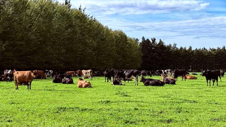 461 Chewings Road Mossburn_15